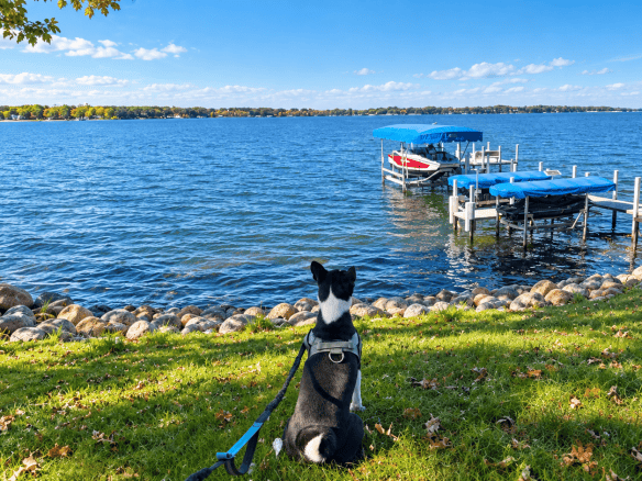 A dog enjoying Okoboji with dogs from a grassy lakeside spot overlooking docks, boats, and the water.