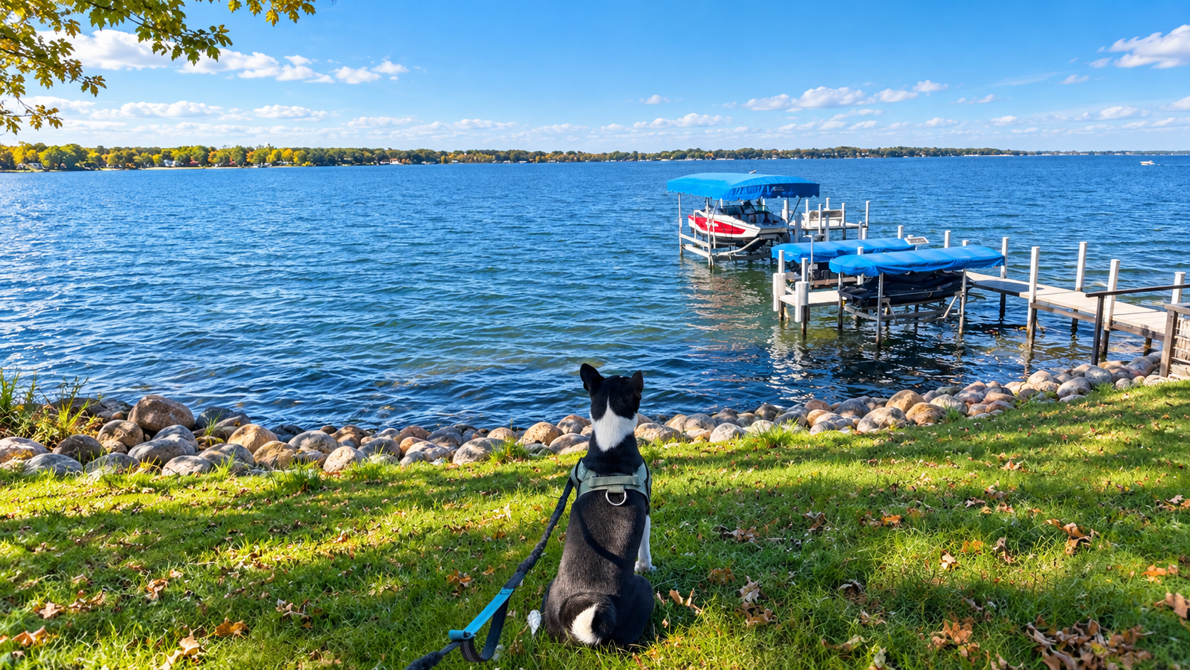A dog enjoying Okoboji with dogs from a grassy lakeside spot overlooking docks, boats, and the water.